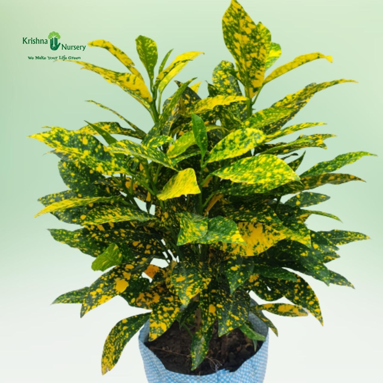 Gold Dust Croton Plant - Indoor Plants -  - gold-dust-croton-plant -   