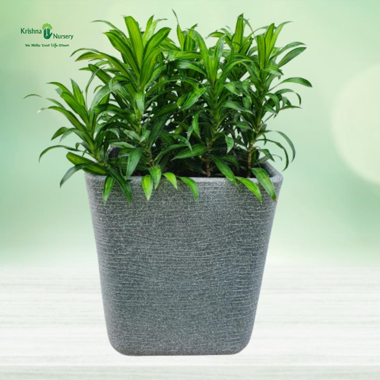 Green Song of India with Designer Pot - Premium Products -  - green-song-of-india-with-designer-pot -   