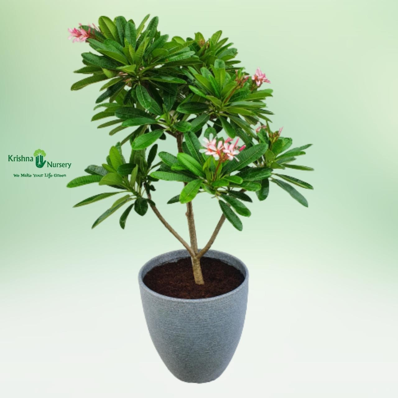 Plumeria Pixie Plant with Designer Pot (Pink Champa) - Premium Products -  - plumeria-pixie-plant-with-designer-pot-pink-champa 