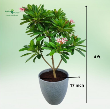 Plumeria Pixie Plant with Designer Pot (Pink Champa) - Premium Products -  - plumeria-pixie-plant-with-designer-pot-pink-champa 