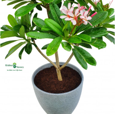 Plumeria Pixie Plant with Designer Pot - Premium Products -  - plumeria-pixie-plant-with-designer-pot -   