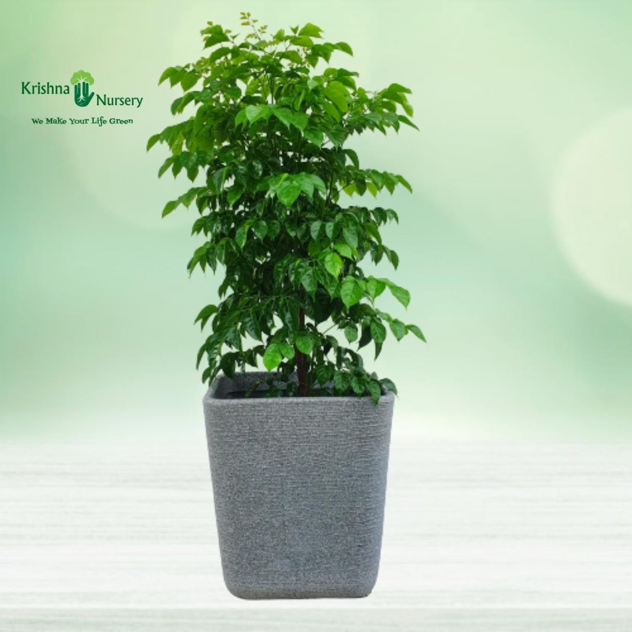 Radermachera Plant with Designer Pot - Premium Products -  - radermachera-plant-with-designer-pot -   