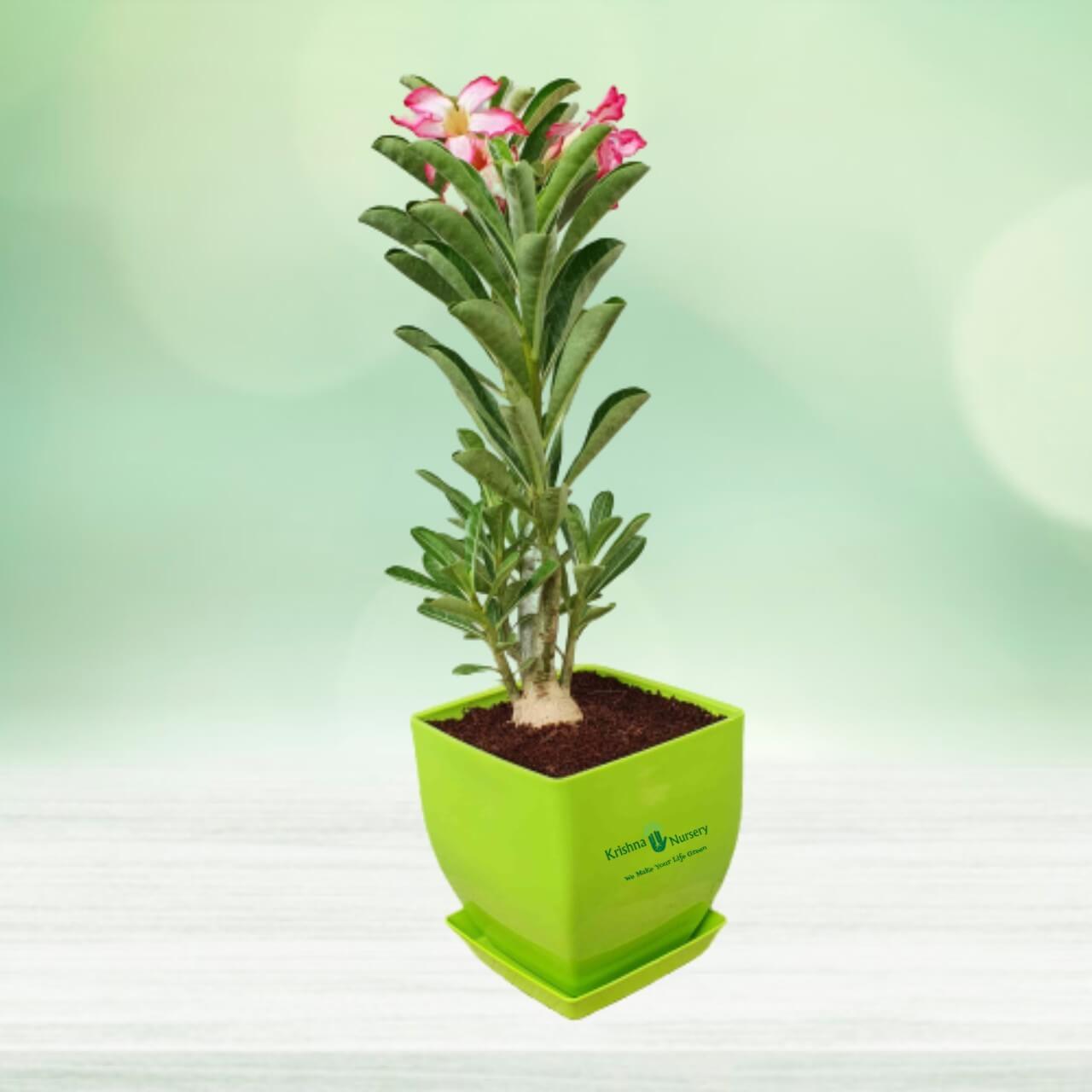 Adenium Plant - 6 Inch - Green Pot