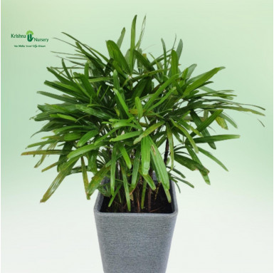 Rhapis Palm with Designer Pot - Premium Products -  - rhapis-palm-with-designer-pot -   