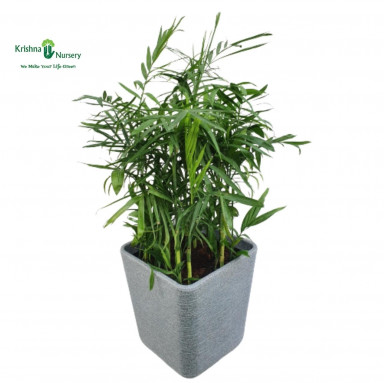 Bamboo Palm with Designer Pot - Premium Products -  - bamboo-palm-with-designer-pot -   