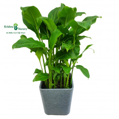 Canna Plant with Designer Pot - Premium Products -  - canna-plant-with-designer-pot -   