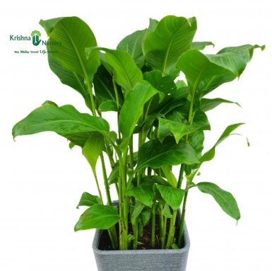 Canna Plant with Designer Pot - Premium Products -  - canna-plant-with-designer-pot -   