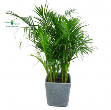Areca Palm with Designer Pot - Premium Products -  - areca-palm-with-designer-pot -   