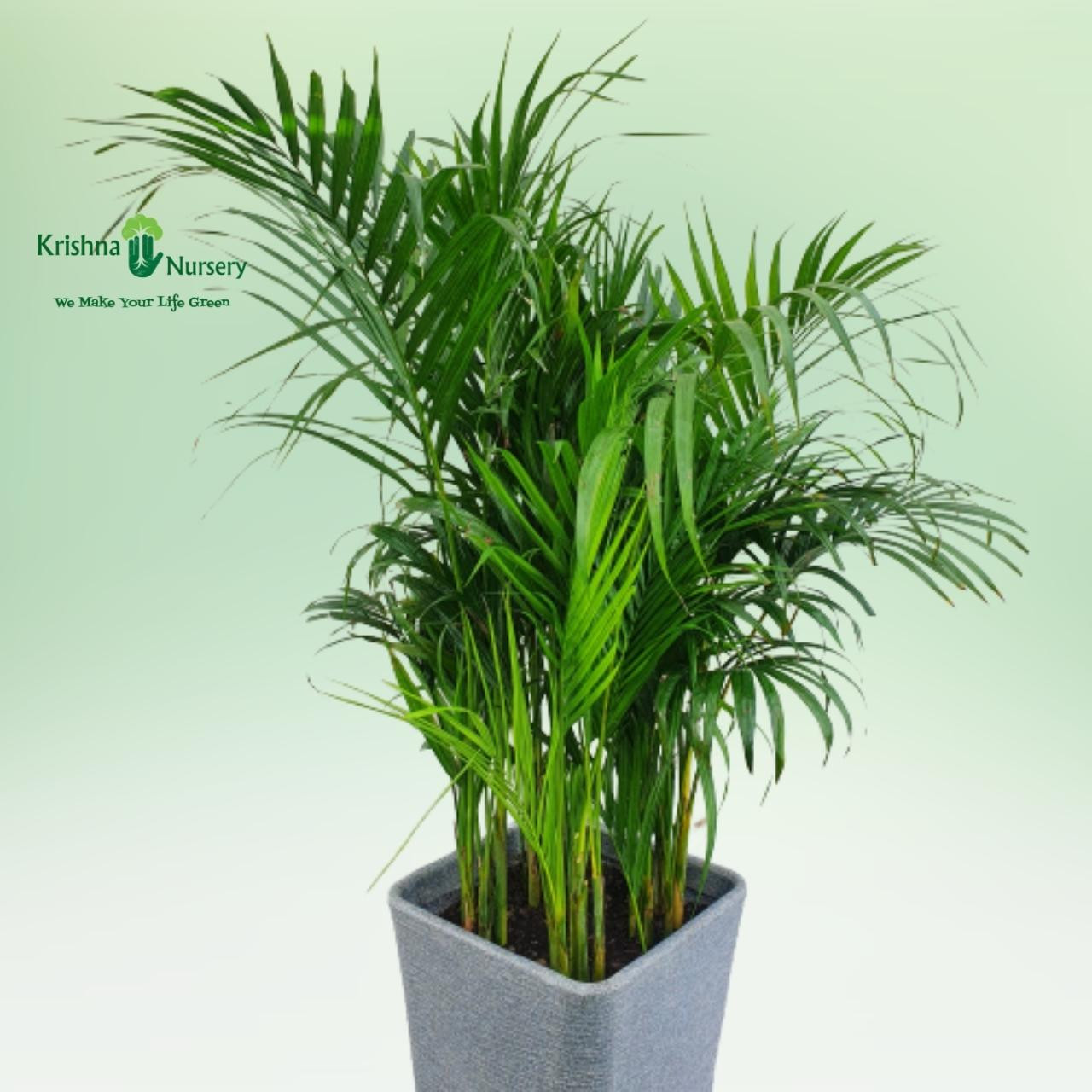Areca Palm with Designer Pot - Premium Products -  - areca-palm-with-designer-pot -   