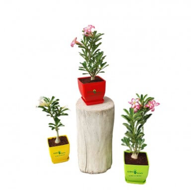 Adenium Plant - Outdoor Plants -  - adenium-plant -   