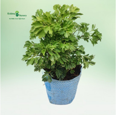 Aralia Green Plant - Indoor Plants -  - aralia-green-plant -   