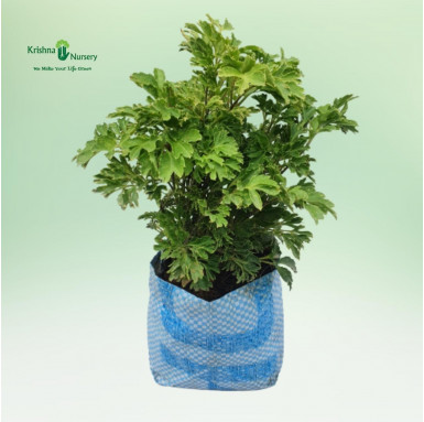 Aralia Green Plant - Indoor Plants -  - aralia-green-plant -   