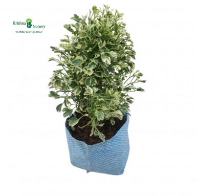 Snowflake-Ming Aralia Plant - Indoor Plants -  - snowflake-ming-aralia-plant -   