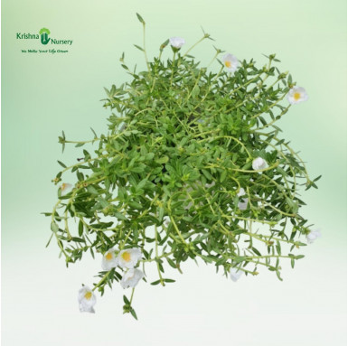 Kulfa Plant - White Flower - Home -  - kulfa-plant-white-flower -   