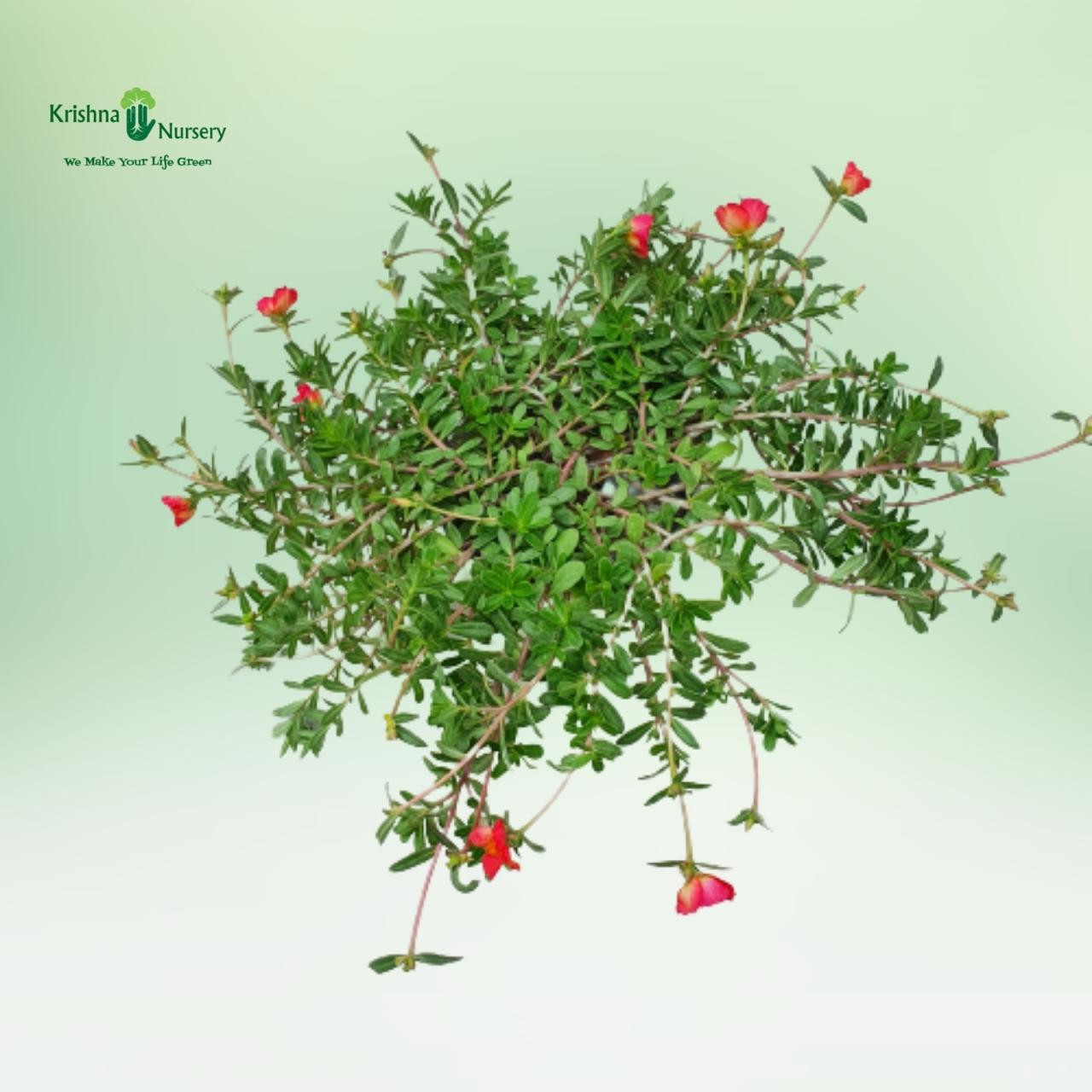 Purslane Plant - Red Flower - Summer Season Plants -  - purslane-plant-red-flower -   