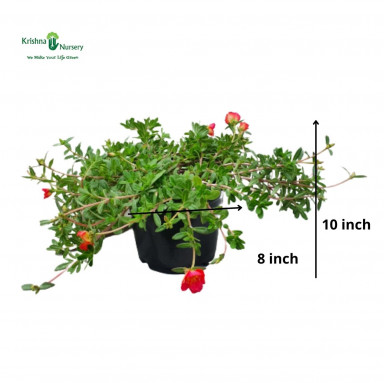 Kulfa Plant - Red Flower - Summer Seasonal Plants -  - kulfa-plant-red-flower -   