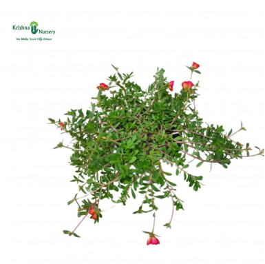 Kulfa Plant - Red Flower - Summer Seasonal Plants -  - kulfa-plant-red-flower -   