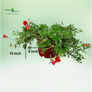 Purslane Plant - Red Flower - Summer Season Plants -  - purslane-plant-red-flower -   