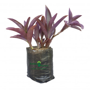 Purple Heart Plant - Daily Deals - Daily Deals -  - purple-heart-plant-daily-deals -   