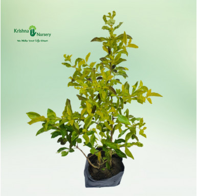 Golden Duranta Plant - Shrub Plants -  - golden-duranta-plant -   