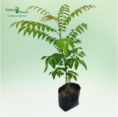Curry Leaves Plant - Outdoor Plants -  - curry-leaves-plant -   