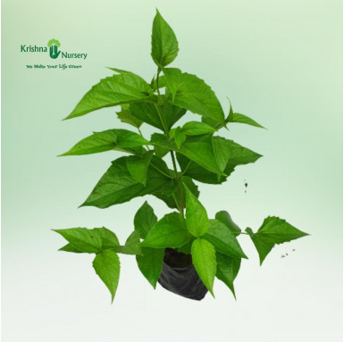 Harsingar Plant - Fragrant Plants -  - harsingar-plant- -   