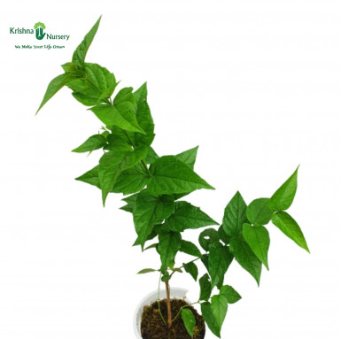 Harsingar Plant - Fragrant Plants -  - harsingar-plant- -   