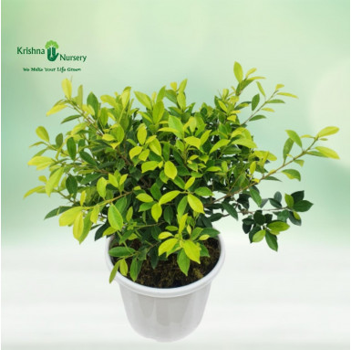 Ficus Panda Plant - Outdoor Plants -  - ficus-panda-plant -   