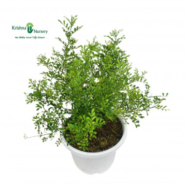 Madhu Kamini Plant - Dwarf - Fragrant Plants -  - madhu-kamini-plant-dwarf -   