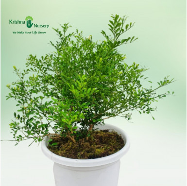 Madhu Kamini Plant - Dwarf - Fragrant Plants -  - madhu-kamini-plant-dwarf -   