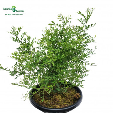 Dwarf Madhu Kamini Plant - Murraya Paniculata - Fragrant Plants -  - dwarf-madhu-kamini-plant-murraya-paniculata -   