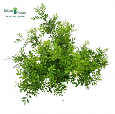 Dwarf Madhu Kamini Plant - Murraya Paniculata - Fragrant Plants -  - dwarf-madhu-kamini-plant-murraya-paniculata -   