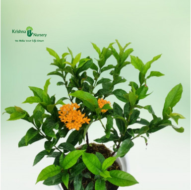 Ixora Plant - Yellow Flower - Flower Plants -  - ixora-plant-yellow-flower -   