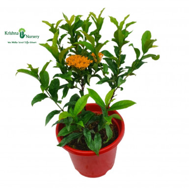 Ixora Plant - Yellow Flower - Flower Plants -  - ixora-plant-yellow-flower -   