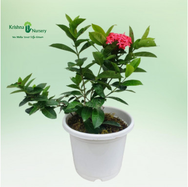 Ixora Plant - Pink Flower - Flower Plants -  - ixora-plant-pink-flower -   