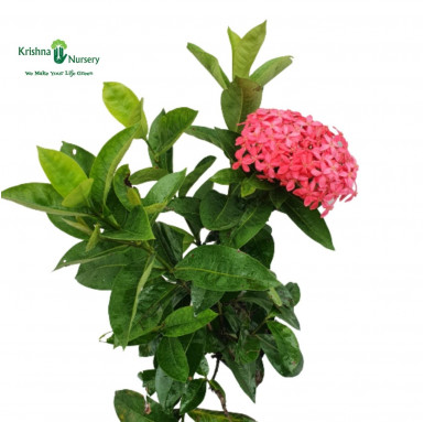 Ixora Plant - Pink Flower - Flower Plants -  - ixora-plant-pink-flower -   
