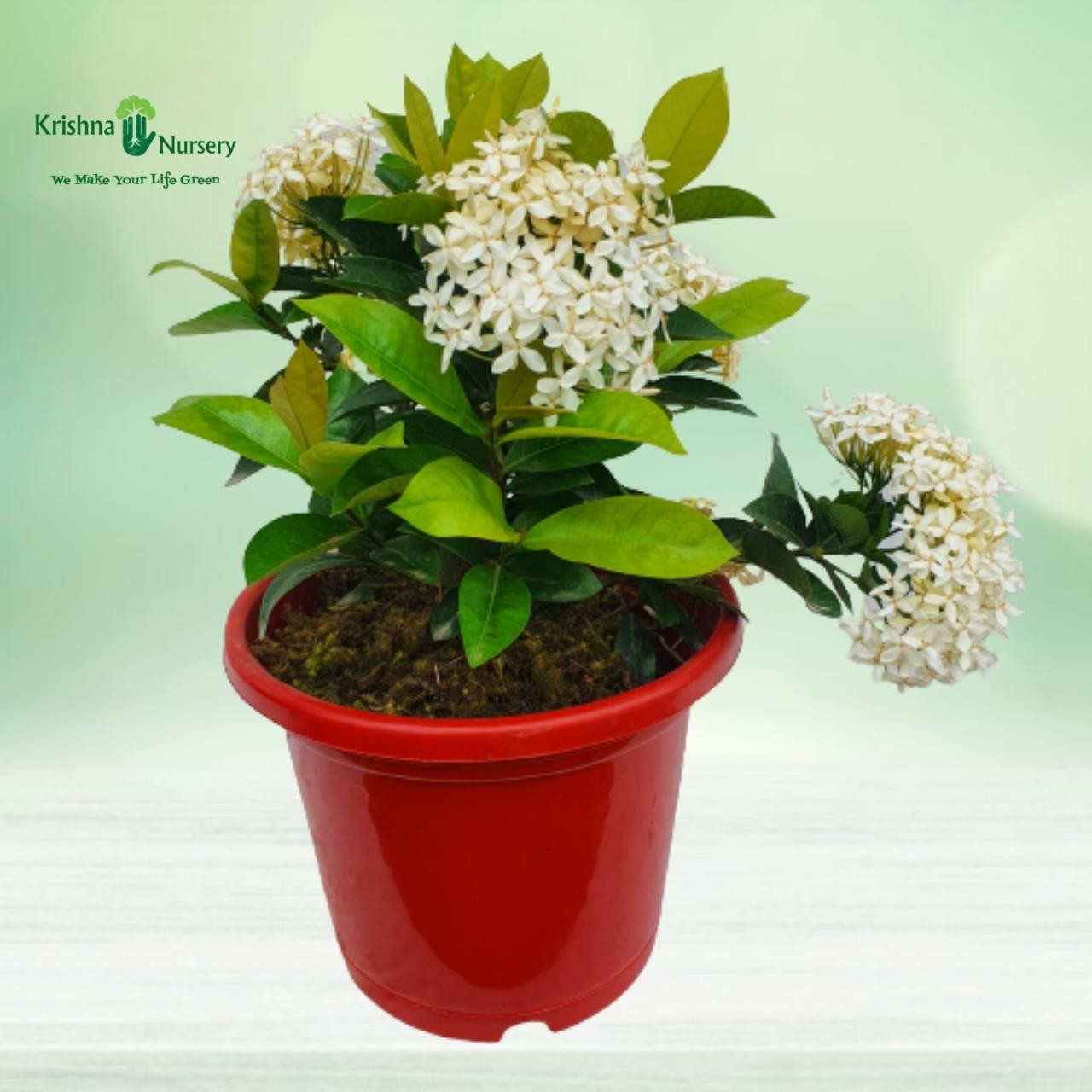 Ixora Plant - White Flower - Flower Plants -  - ixora-plant-white-flower -   