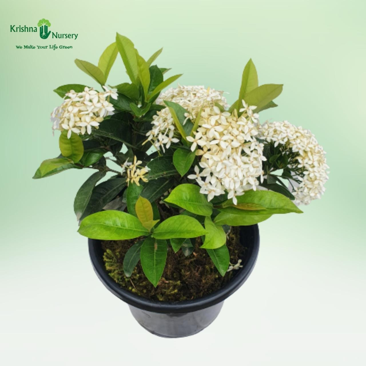 Ixora Plant - White Flower - Flower Plants -  - ixora-plant-white-flower -   