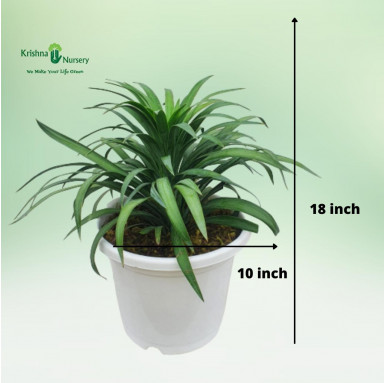 Yucca Glauca Plant - Outdoor Plants -  - yucca-glauca-plant -   
