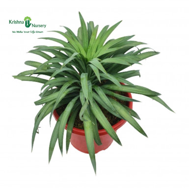 Yucca Glauca Plant - Outdoor Plants -  - yucca-glauca-plant -   