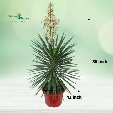 Yucca Plant - Outdoor Plants -  - yucca-plant -   