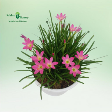Rain Lily - Zephyranthes Lily - Flower Plants -  - rain-lily-zephyranthes-lily -   
