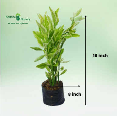 Pedilanthus Plant - Outdoor Plants -  - pedilanthus-plant -   