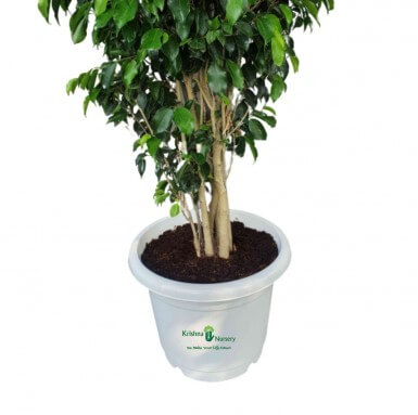 Black Ficus Plant - 18 Inch - White Pot