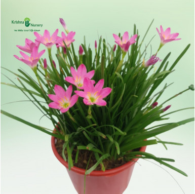 Rain Lily - Zephyranthes Lily - Flower Plants -  - rain-lily-zephyranthes-lily -   