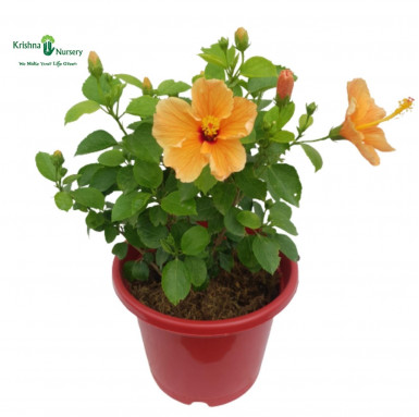 Hibiscus Plant (any color) - Flower Plants -  - hibiscus-plant-any-color -   