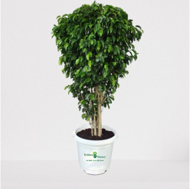 Black Ficus Plant - 18 Inch - White Pot