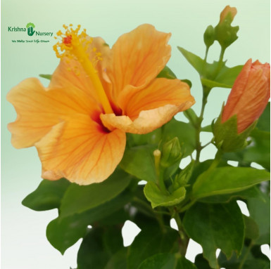 Hibiscus Plant (any color) - Flower Plants -  - hibiscus-plant-any-color -   