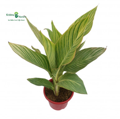 Variegated Canna Plant - Outdoor Plants -  - variegated-canna-plant -   