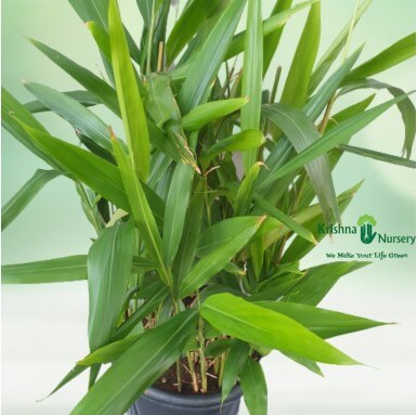 Bamboo Plant - Outdoor Plants -  - bamboo-plant -   
